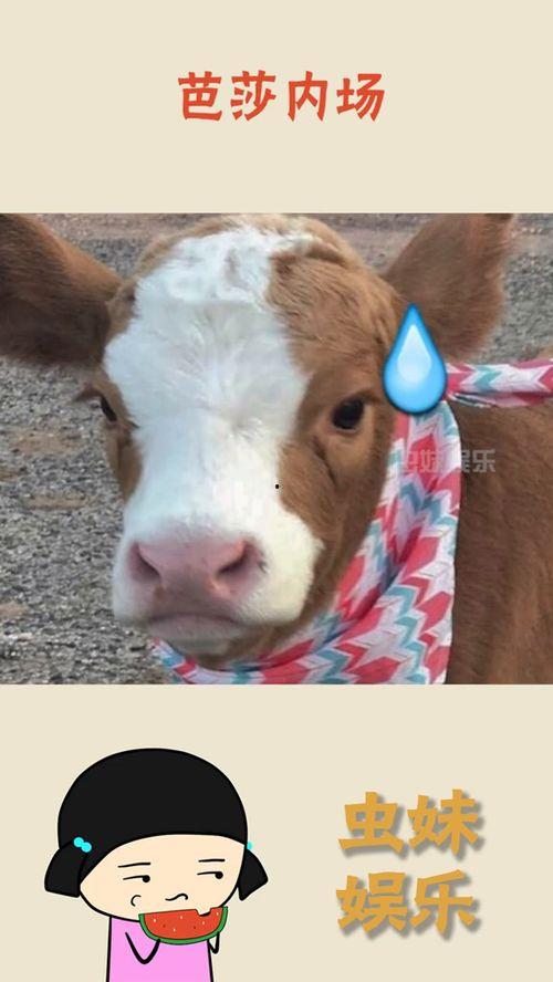 娱乐吃瓜酱喂西瓜,揭秘娱乐圈那些不为人知的幕后故事